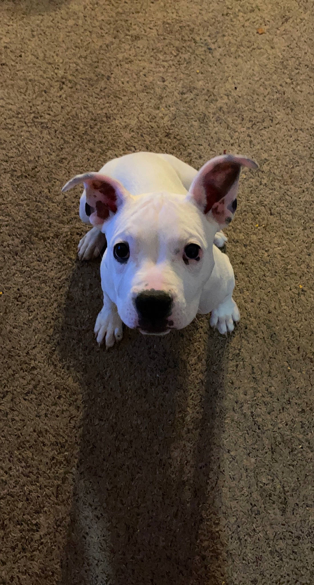 Doja joined the competition — help win amazing prizes! bull_terrier, canidae, carnivore, companion_dog, dog, dog_breed, dogo_guatemalteco, ear, eye, fawn, grass, paw, puppy, snout, soil, sporting_group, tail, terrestrial_animal, whiskers, working_animal