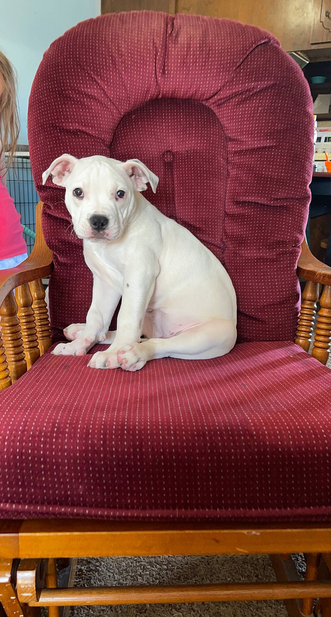 Doja is registered to the contest to win money with this photo: canidae, carnivore, chair, collar, comfort, companion_dog, couch, dog, dog_breed, dog_collar, dog_supply, fawn, furniture, linens, magenta, pet_supply, pink, snout, sporting_group, working_animal
