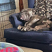 Ozzy joined the competition — help win amazing prizes! dog, blue_armchair, leopard_print, blanket, indoor, relaxed, tongue_out, furniture, cage, table, crocheted_coaster, pet, canine, resting, home, comfort, animal, paw, snout, ear