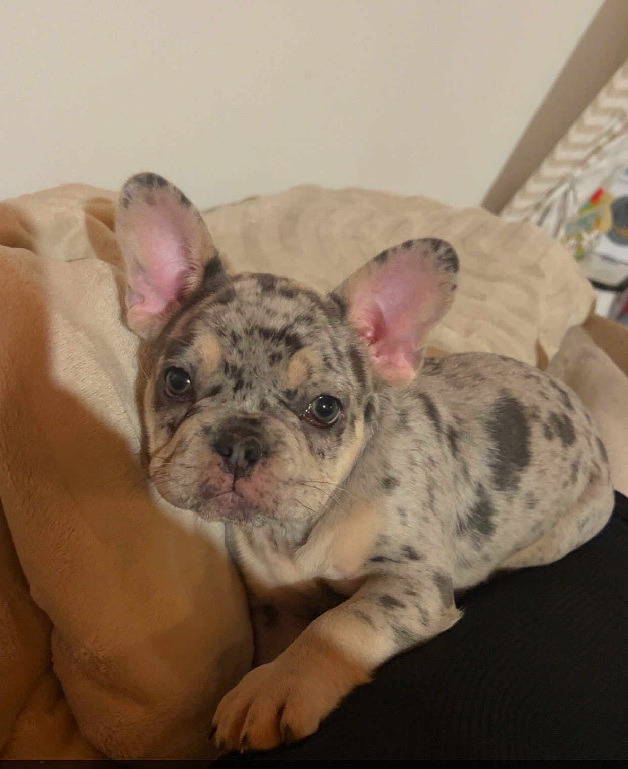 Amaya a rejoint le concours — aidez-le/la à gagner de superbes lots ! puppy, dog, french_bulldog, spotted, cute, pet, animal, ears, blanket, indoor, young, fur, laying, resting, adorable, companion, canine, mammal, domestic, face