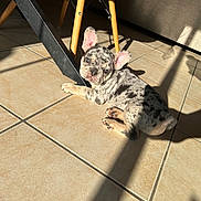 Amaya participe au concours pour gagner de l'argent avec cette photo : puppy, dog, indoor, tile_floor, chair_leg, sunlight, shadow, spotted, cute, pet, animal, laying_down, playful, ears_up, young_dog, domestic, floor, resting, looking, home