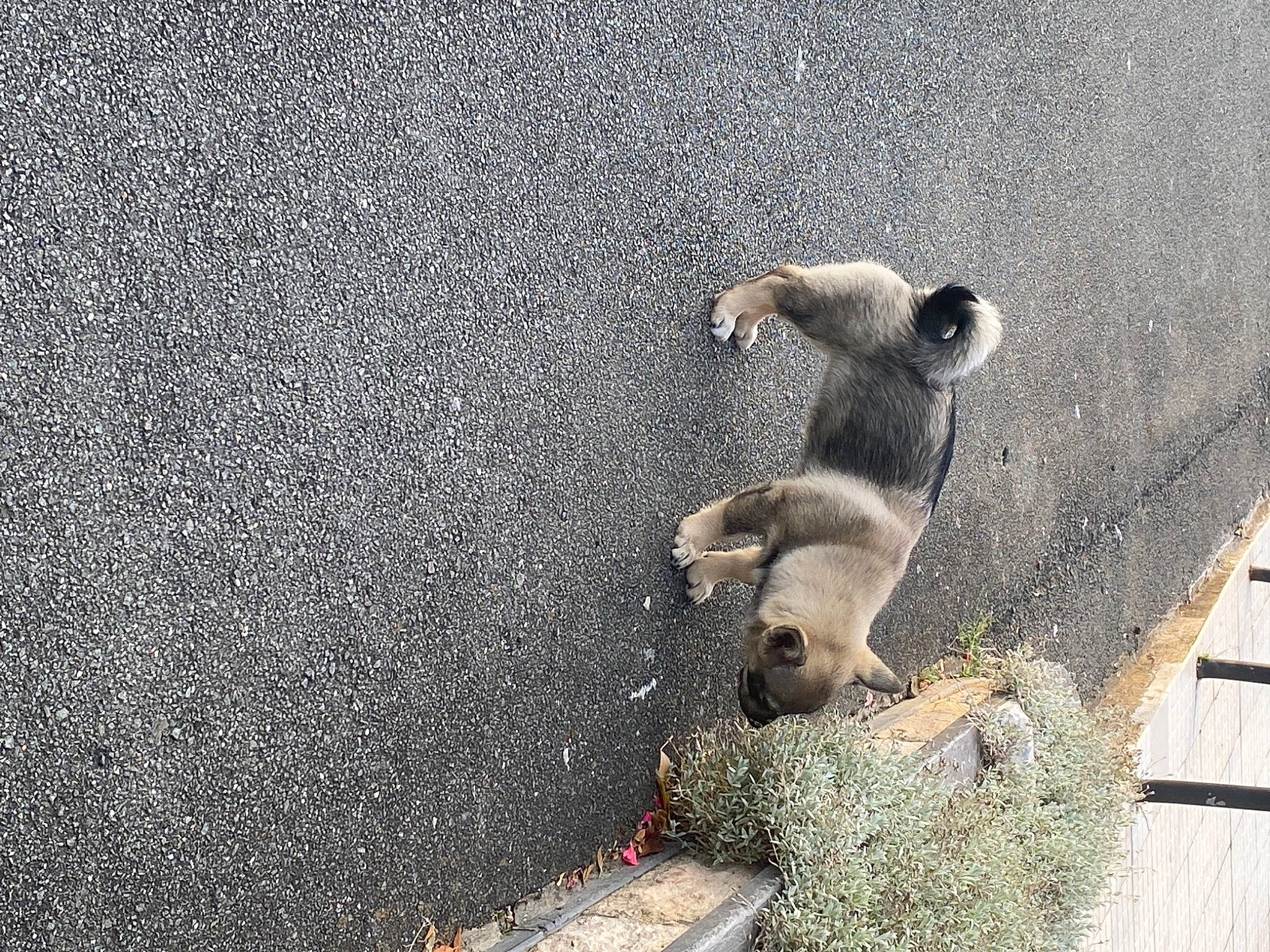 Saïka a rejoint le concours — aidez-le/la à gagner de superbes lots ! asphalt, canidae, carnivore, concrete, dog_breed, fawn, fur, grass, landscape, plant, road_surface, snout, sporting_group, tail, tar, terrestrial_animal, tree, trunk, wildlife, wood