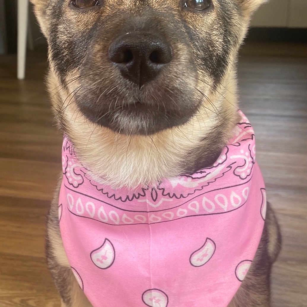 Saïka