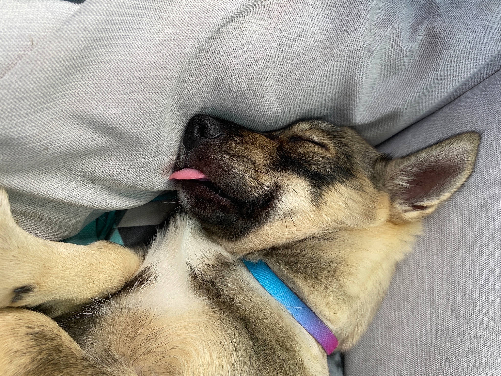 Saïka a rejoint le concours — aidez-le/la à gagner de superbes lots ! canidae, carnivore, collar, comfort, companion_dog, dog, dog_breed, dog_collar, dog_supply, fashion_accessory, fawn, felidae, foot, fur, leash, nap, paw, snout, sporting_group, whiskers