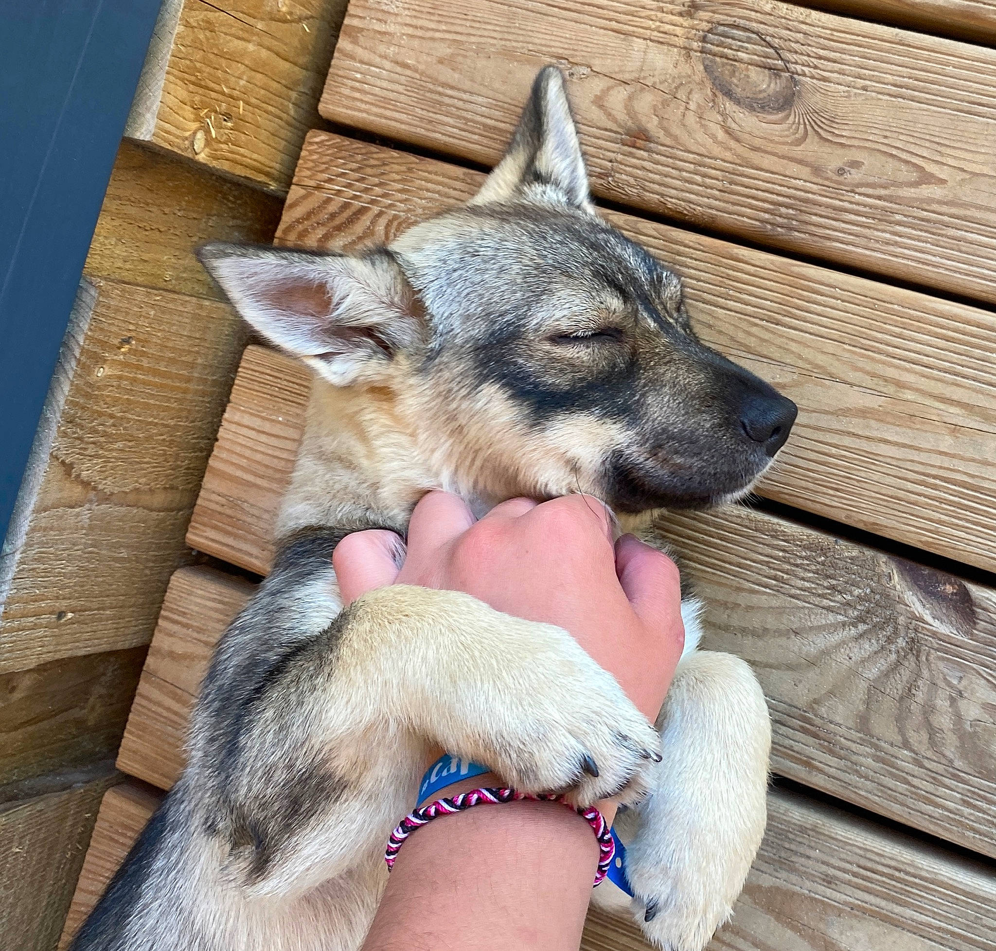 Saïka a rejoint le concours — aidez-le/la à gagner de superbes lots ! canis, carnivore, claw, comfort, dog, dog_breed, domestic_short_haired_cat, fawn, felidae, foot, fur, human_leg, paw, sitting, small_to_medium_sized_cats, snout, terrestrial_animal, whiskers, wolf, wood