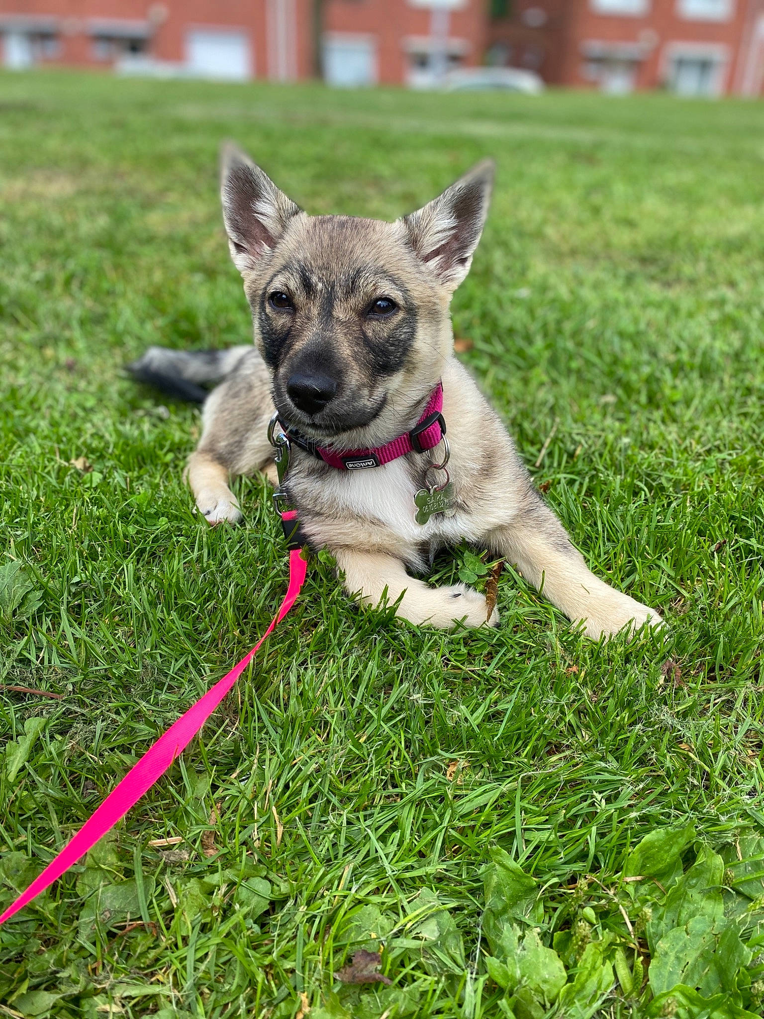 Saïka a rejoint le concours — aidez-le/la à gagner de superbes lots ! building, carnivore, collar, companion_dog, dog, dog_breed, dog_supply, fawn, grass, grassland, groundcover, lawn, plant, snout, sporting_group, tail, terrestrial_animal, toy_dog, window, working_animal