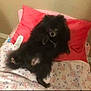 dog, black_dog, bed, pillow, fluffy, carpet, indoor, resting, pet, animal, cute, lying_down, small_dog, fur, relaxed, cozy, blanket, sleepy, room, domestic