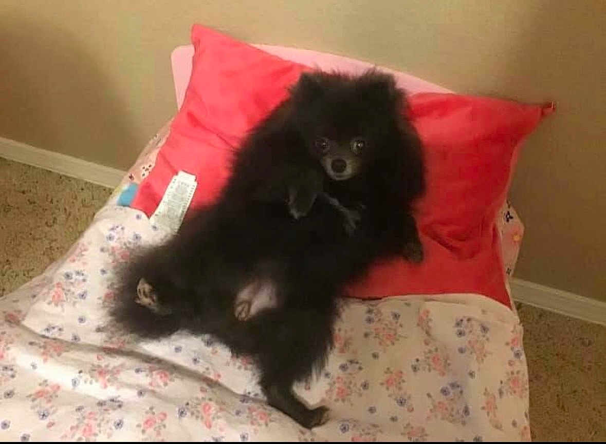 Kalinka is registered to the contest to win money with this photo: dog, black_dog, bed, pillow, fluffy, carpet, indoor, resting, pet, animal, cute, lying_down, small_dog, fur, relaxed, cozy, blanket, sleepy, room, domestic