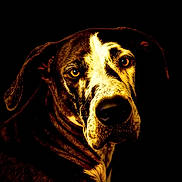 Pebblles joined the competition — help win amazing prizes! dog, portrait, close_up, animal, pet, black_background, brown, white, fur, face, expressive_eyes, ears, muzzle, canine, studio_lighting, dark, head, looking_at_camera, animal_portrait, detailed
