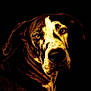 dog, portrait, close_up, animal, pet, black_background, brown, white, fur, face, expressive_eyes, ears, muzzle, canine, studio_lighting, dark, head, looking_at_camera, animal_portrait, detailed