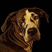 Pebbles joined the competition — help win amazing prizes! dog, brindle, closeup, portrait, animal, pet, ears, face, fur, canine, expression, looking, studio, black_background, muzzle, whiskers, brown, white, eyes, nose