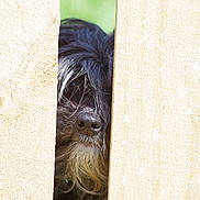 Benny joined the competition — help win amazing prizes! dog, nose, fur, wood, wooden_planks, peeking, curious, outdoor, nature, closeup, animal, pet, scruffy, black_fur, beard, snout, texture, daylight, fence, hidden