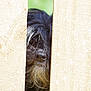 animal, beard, black_fur, closeup, curious, daylight, dog, fence, fur, hidden, nature, nose, outdoor, peeking, pet, scruffy, snout, texture, wood, wooden_planks
