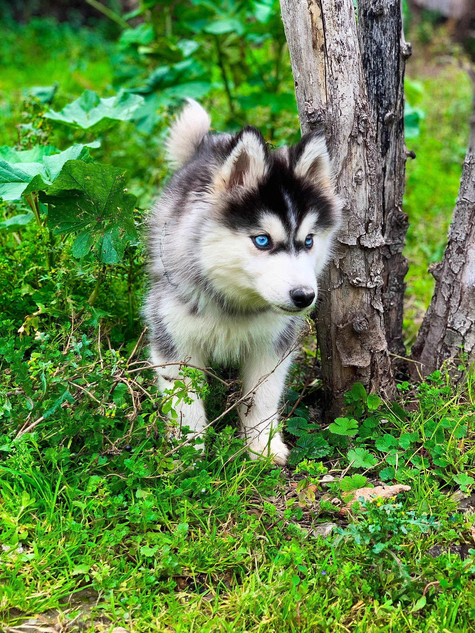 Boston participe au concours pour gagner de l'argent avec cette photo : canidae, canis, carnivore, dog, dog_breed, eye, fawn, fur, grass, groundcover, leaf, plant, snout, tail, terrestrial_animal, tree, trunk, whiskers, wolf, wood