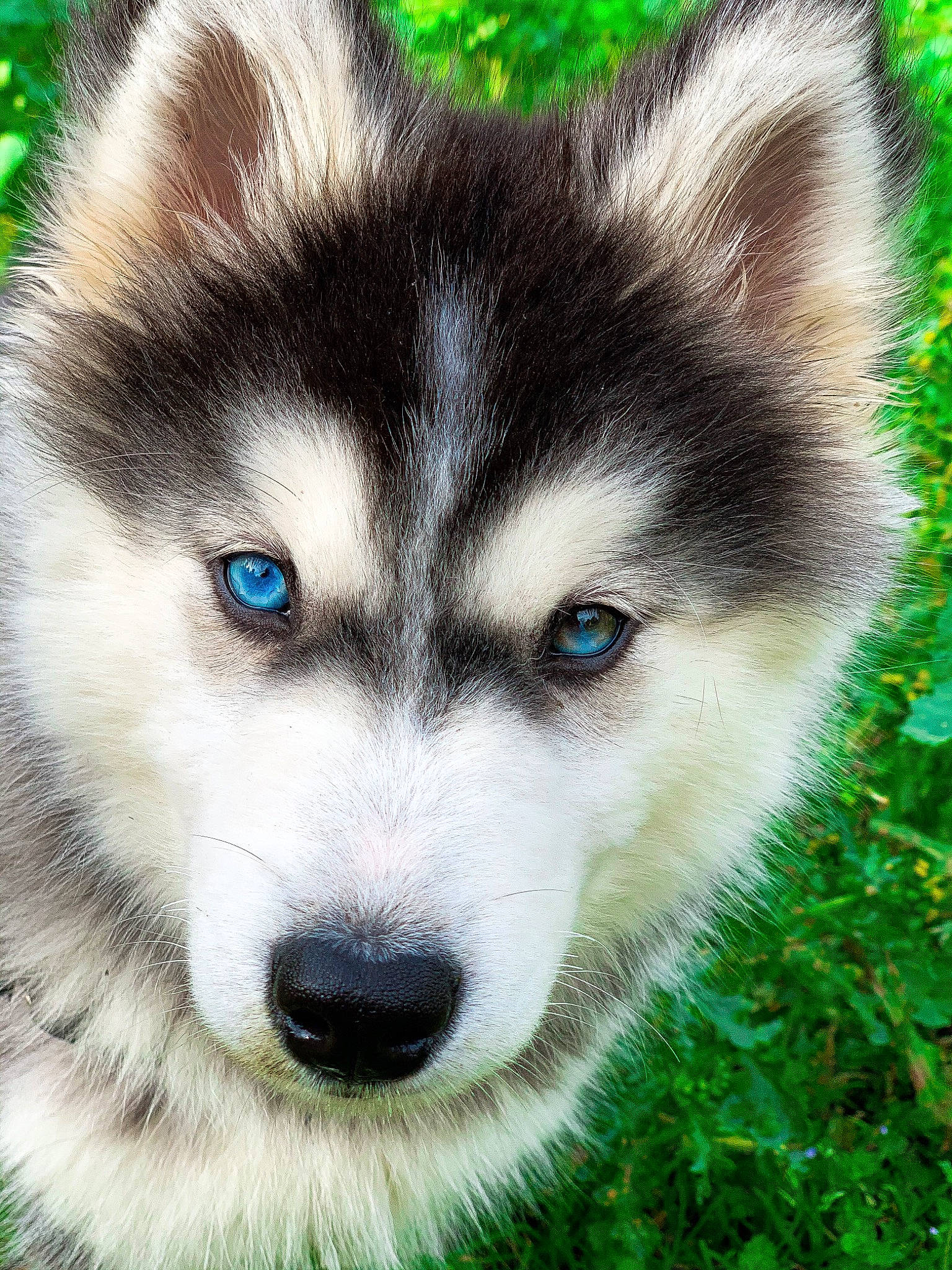 Boston a rejoint le concours — aidez-le/la à gagner de superbes lots ! art, canidae, canis, carnivore, companion_dog, dog, dog_breed, eye, fur, grass, green, illustration, painting, photograph, sled_dog, snout, sporting_group, terrestrial_animal, whiskers, wolf