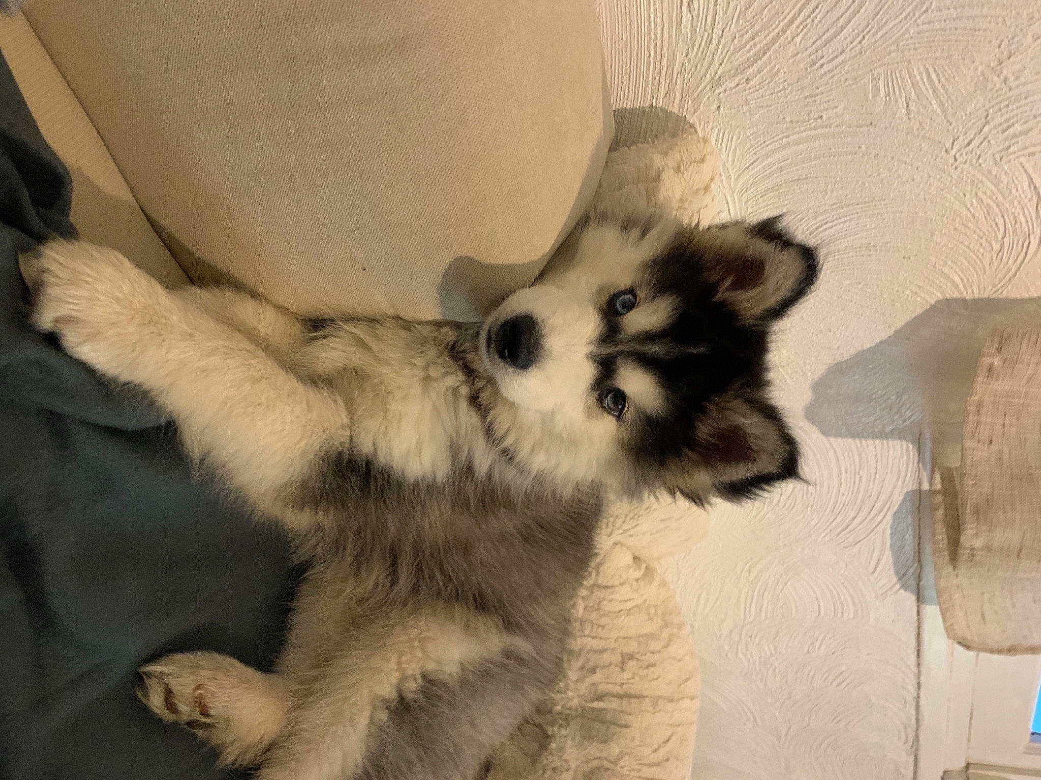 Boston participe au concours pour gagner de l'argent avec cette photo : carnivore, claw, comfort, companion_dog, dog_breed, domestic_short_haired_cat, eyelash, felidae, foot, fur, gesture, grey, monochrome_photography, paw, small_to_medium_sized_cats, snout, tail, terrestrial_animal, whiskers, wildlife