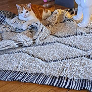 Aribo-Petycha a rejoint le concours — aidez-le/la à gagner de superbes lots ! cat, orange_cat, white_cat, rug, textured_rug, wooden_floor, ceramic_dog_statue, decor, indoor, flooring, toy, relaxed, pet, animal, feline, statue, black_collar, home, cozy, living_room