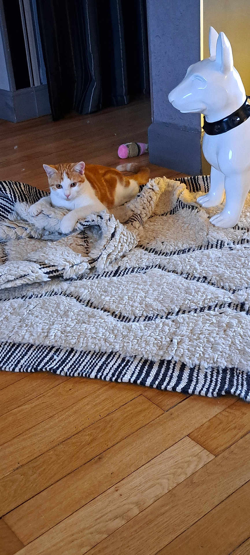 Aribo-Petycha a rejoint le concours — aidez-le/la à gagner de superbes lots ! cat, orange_cat, white_cat, rug, textured_rug, wooden_floor, ceramic_dog_statue, decor, indoor, flooring, toy, relaxed, pet, animal, feline, statue, black_collar, home, cozy, living_room