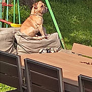 Uggy participe au concours pour gagner de l'argent avec cette photo : animal, bulldog, canine, chair, computerhardware, diningtable, dog, electronics, furniture, grass, hardware, hound, labradorretriever, monitor, pet, plant, plywood, screen, table, wood