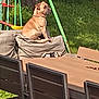 animal, bulldog, canine, chair, computerhardware, diningtable, dog, electronics, furniture, grass, hardware, hound, labradorretriever, monitor, pet, plant, plywood, screen, table, wood