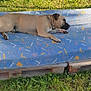 Uggy a rejoint le concours — aidez-le/la à gagner de superbes lots ! animal, boxer, bulldog, canine, couch, cushion, dog, dogbed, frenchbulldog, furniture, grass, homedecor, mattress, pet, pitbull, plant, plywood, puppy, quilt, wood