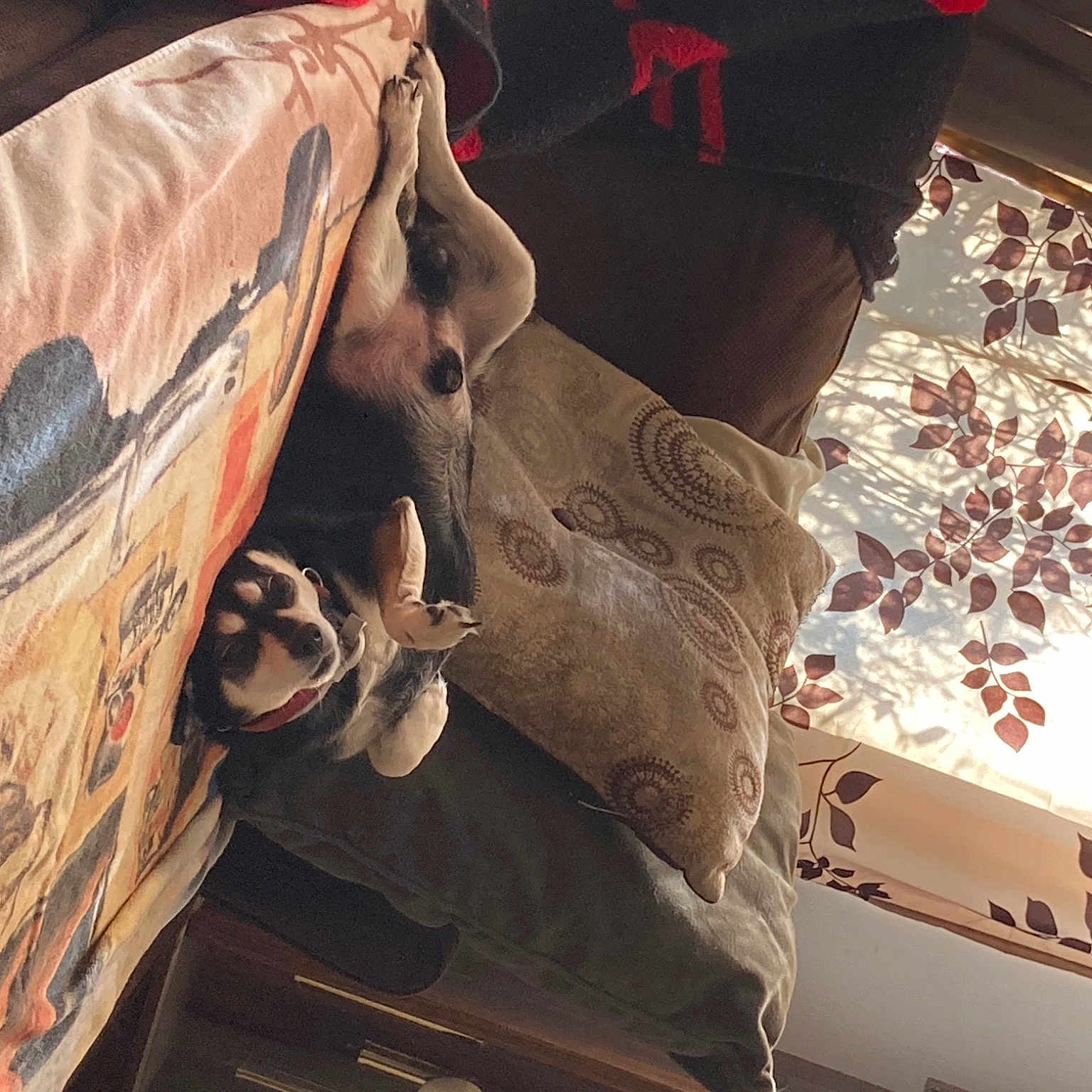 Daniel is registered to the contest to win money with this photo: art, artifact, blossom, building, carmine, carving, ceiling, daylighting, metal, outdoor_shoe, pattern, petal, plant, sculpture, stone_carving, tints_and_shades, tree, visual_arts, window, wood