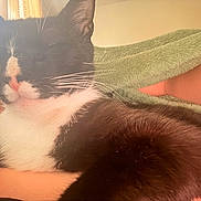 Chance is registered to the contest to win money with this photo: black_and_white_cat, blanket, cat, close_up, comfort, companion, cozy, domestic_animal, feline, fur, human_arm, indoor, nap, pet, relaxation, resting, sleeping, soft_light, warm_colors, whiskers