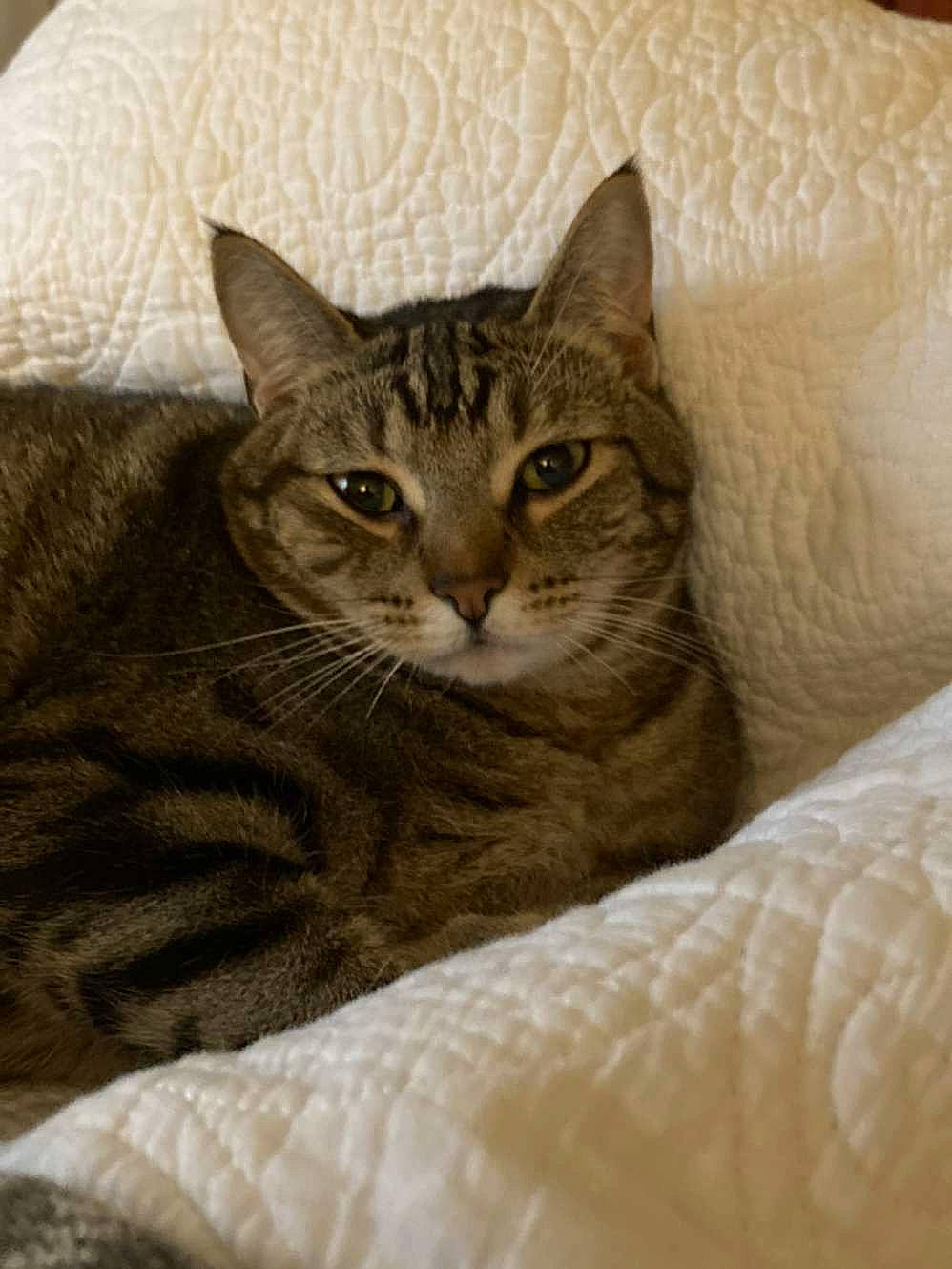 Bee joined the competition — help win amazing prizes! carnivore, cat, cat_supply, comfort, domestic_short_haired_cat, door, felidae, fur, grey, linens, small_to_medium_sized_cats, snout, terrestrial_animal, tree, whiskers, window