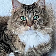 Cajun joined the competition — help win amazing prizes! cat, tabby, fluffy, green_eyes, white_chest, pet, animal, feline, closeup, portrait, ears, whiskers, fur, indoor, resting, cute, domestic_cat, muzzle, face, looking