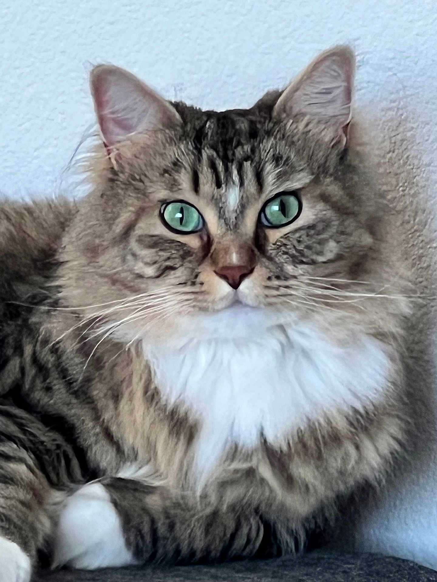 Cajun joined the competition — help win amazing prizes! cat, tabby, fluffy, green_eyes, white_chest, pet, animal, feline, closeup, portrait, ears, whiskers, fur, indoor, resting, cute, domestic_cat, muzzle, face, looking