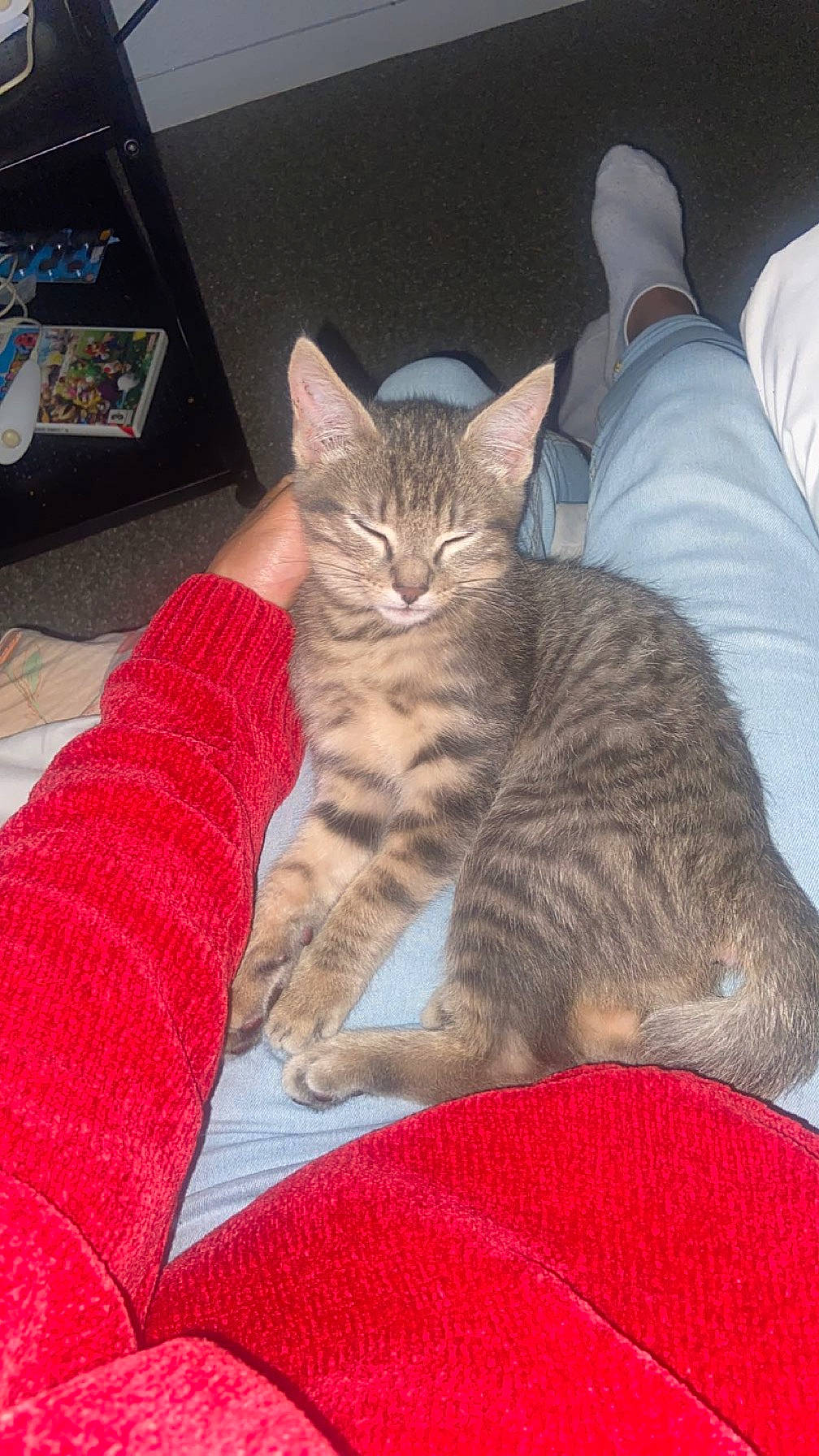 Plume participe au concours pour gagner de l'argent avec cette photo : carmine, carnivore, cat, claw, comfort, domestic_short_haired_cat, felidae, fur, lap, nap, pattern, paw, sitting, small_to_medium_sized_cats, snout, tail, whiskers