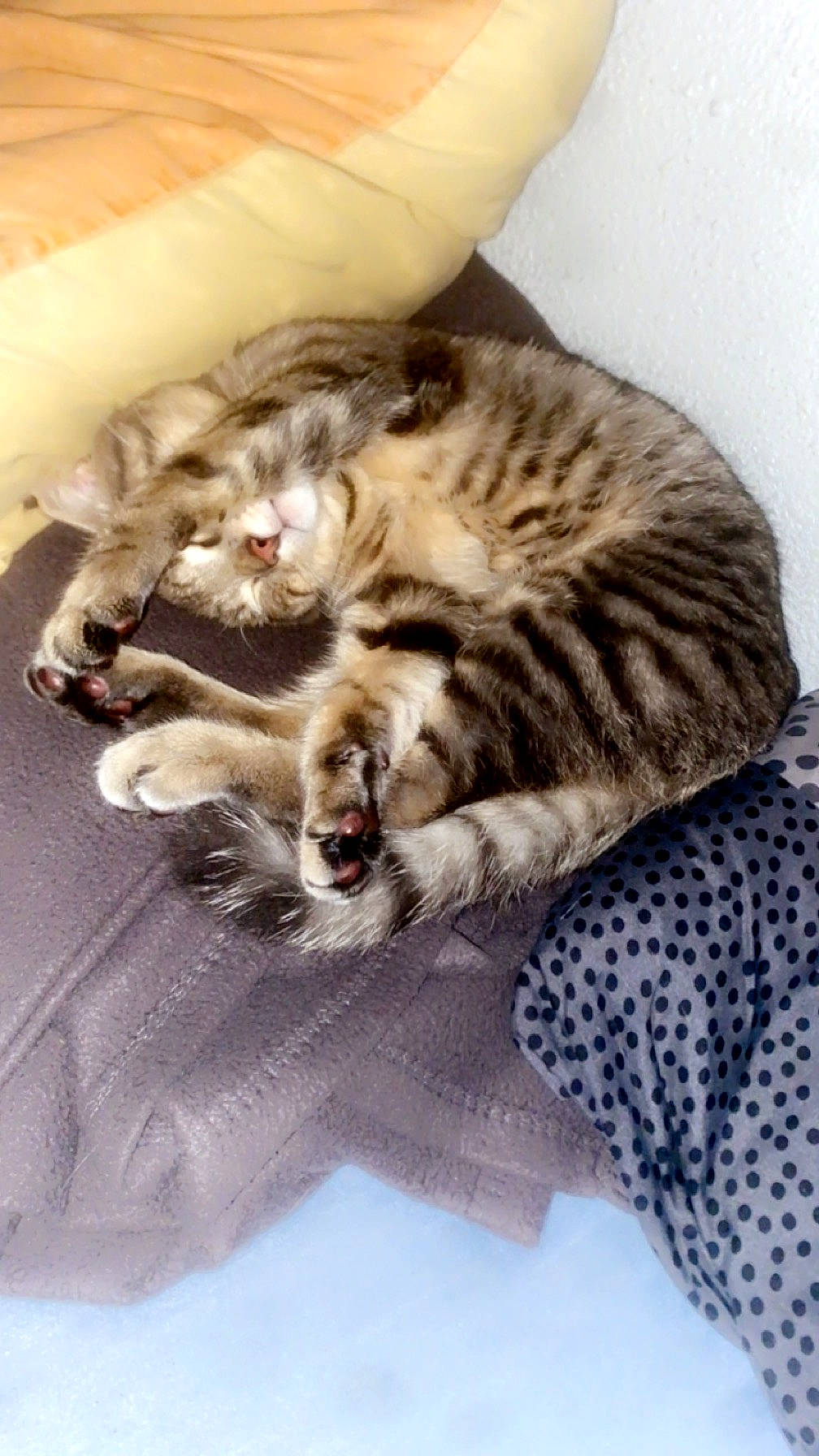 Plume participe au concours pour gagner de l'argent avec cette photo : carnivore, cat, cat_supply, claw, comfort, domestic_short_haired_cat, felidae, fur, nap, paw, sleep, small_to_medium_sized_cats, snout, tail, terrestrial_animal, textile, whiskers