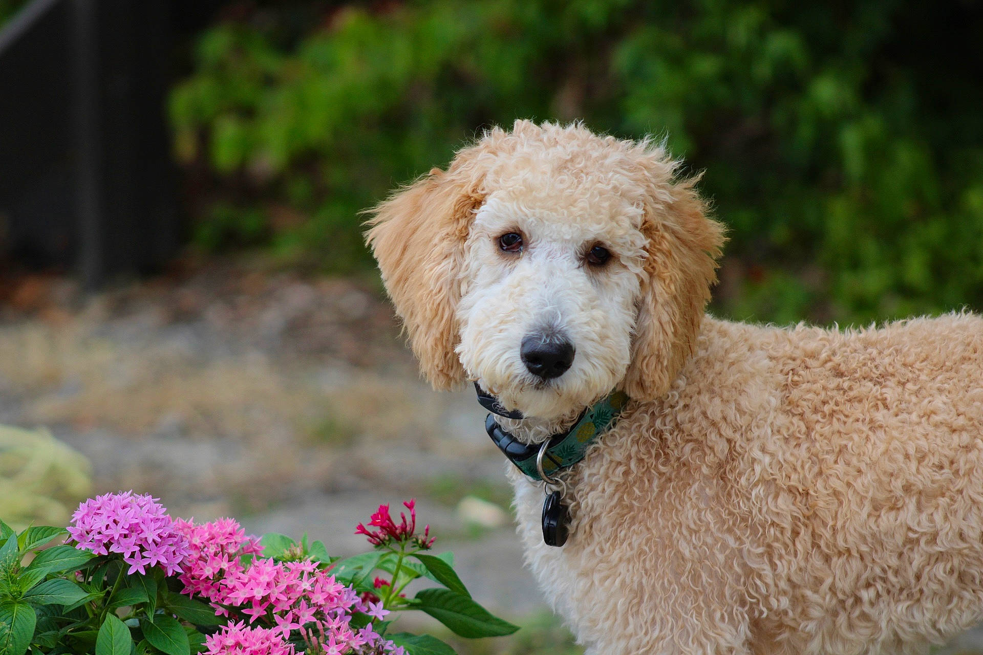 Bailey joined the competition — help win amazing prizes! annual_plant, canidae, carnivore, companion_dog, dog, dog_breed, dog_collar, fawn, flower, flowering_plant, fur, grass, herbaceous_plant, labradoodle, plant, poodle, snout, sporting_group, terrier, water_dog