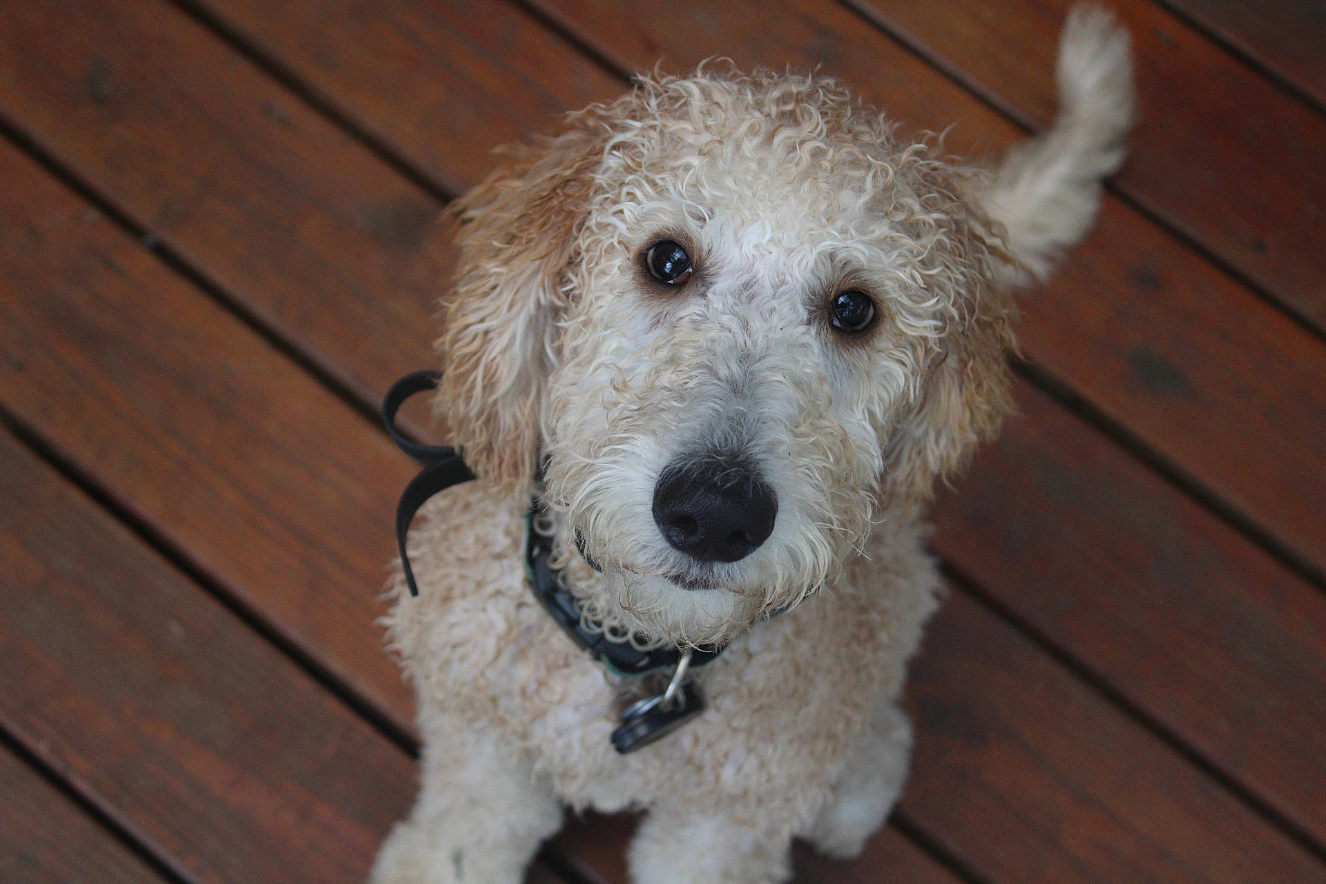 Bailey joined the competition — help win amazing prizes! canidae, carnivore, companion_dog, dog, dog_breed, flooring, fur, hardwood, plank, small_terrier, sporting_group, terrestrial_animal, terrier, varnish, wood, wood_flooring, wood_stain, working_animal