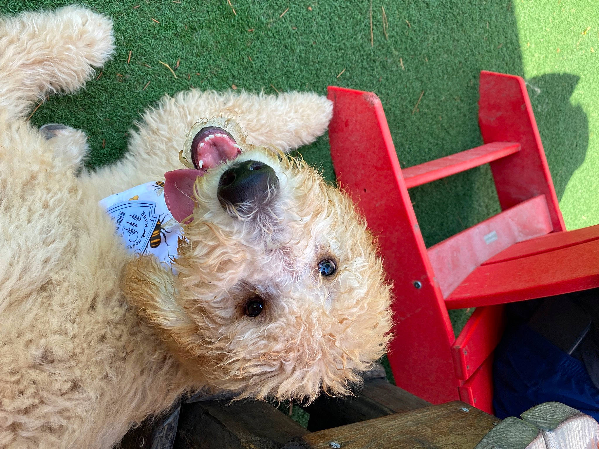 Bailey joined the competition — help win amazing prizes! canidae, carnivore, chair, companion_dog, dog_breed, erinaceidae, fawn, fur, grass, marsupial, pattern, rodent, snout, stuffed_toy, teddy_bear, terrestrial_animal, terrier, toy, toy_dog