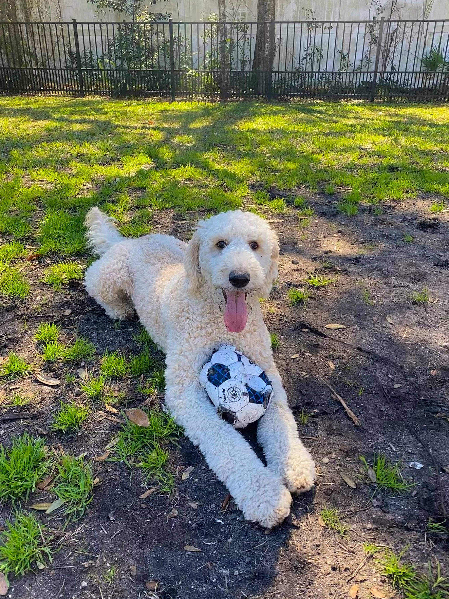 Bailey is registered to the contest to win money with this photo: carnivore, companion_dog, dog, dog_breed, fence, garden, goldendoodle, grass, home_fencing, labradoodle, landscaping, plant, poodle, shrub, small_terrier, soil, sporting_group, terrier, toy_dog, yard