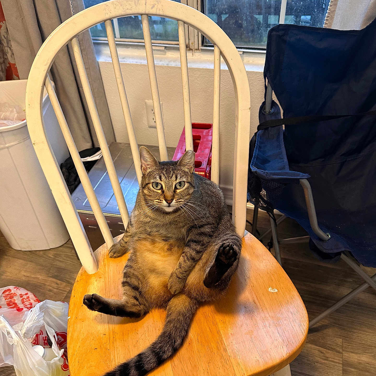 Jeffery Dahmer is registered to the contest to win money with this photo: accessories, animal, armchair, bag, cat, chair, furniture, handbag, hardwood, highchair, kitten, person, pet, plywood, racket, sitting, stainedwood, table, tabletop, wood