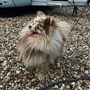 Vilvass participe au concours pour gagner de l'argent avec cette photo : dog, pomeranian, fluffy, pet, outdoor, rocks, tongue_out, small_dog, animal, cute, fur, playful, standing, looking_away, nature, daylight, leash, background_vehicle, ground, happy