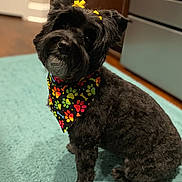 Bella joined the competition — help win amazing prizes! animal, appliance, bandana, black_dog, bow, carpet, colorful, cute, dog, domestic_animal, floor, fur, indoor, kitchen, looking_up, paw_print, pet, portrait, sitting, yellow_bow