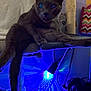 Thug is registered to the contest to win money with this photo: animal, blue_light, cat, cat_tree, close_up, colorful, cord, feline, furniture, gray_cat, home, indoor, pattern, pet, reflection, relaxed, resting, scratching_post, shadow, wall