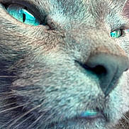 Thug joined the competition — help win amazing prizes! animal, cat, close_up, cute, domestic_cat, eye, face, feline, focus, fur_texture, gray_fur, green_eyes, indoor, macro, muzzle, nose, pet, portrait, soft_light, whiskers