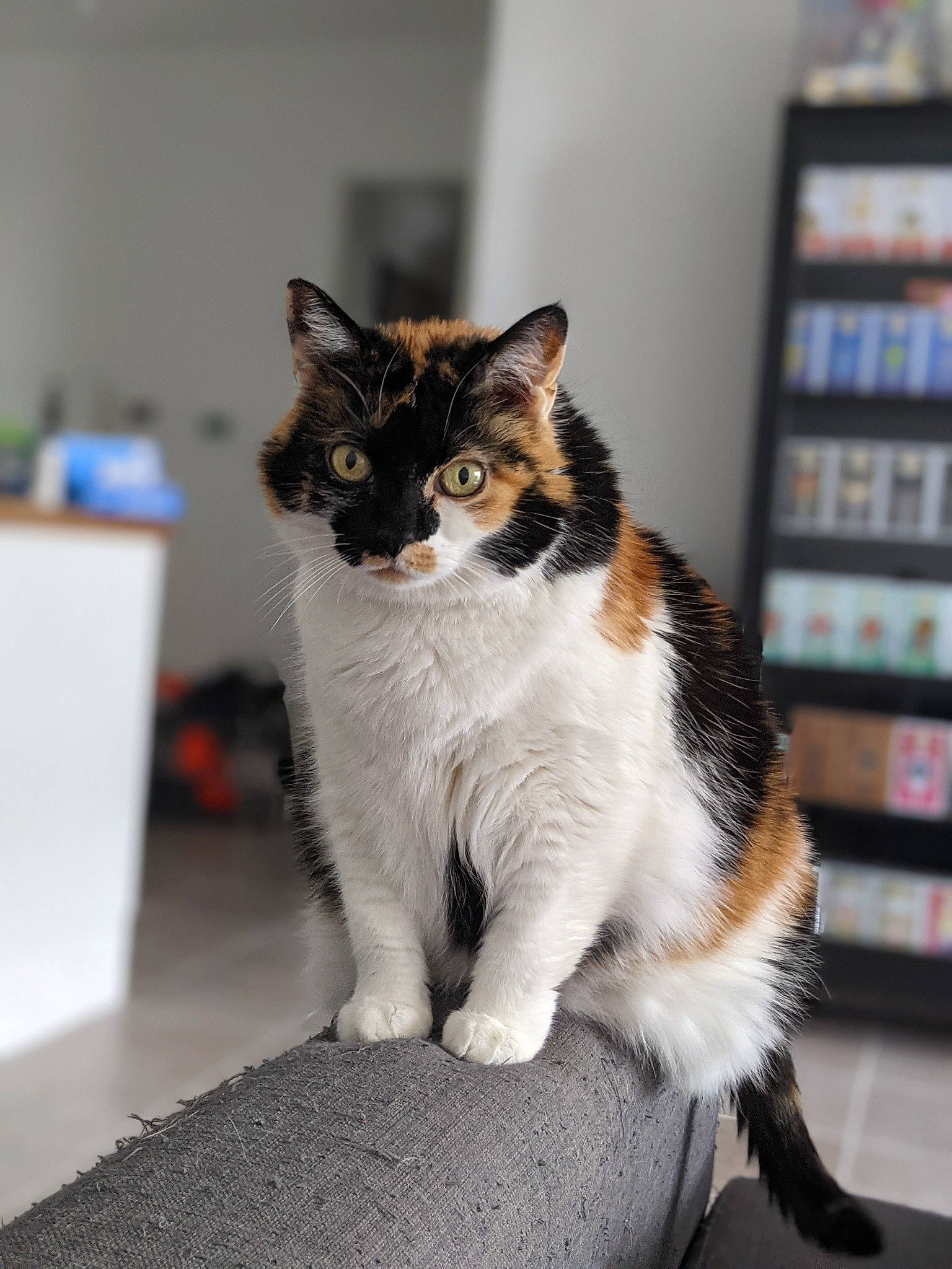 Etoile a rejoint le concours — aidez-le/la à gagner de superbes lots ! bookcase, carnivore, cat, domestic_short_haired_cat, felidae, fur, shelf, shelving, sitting, small_to_medium_sized_cats, snout, tail, terrestrial_animal, whiskers