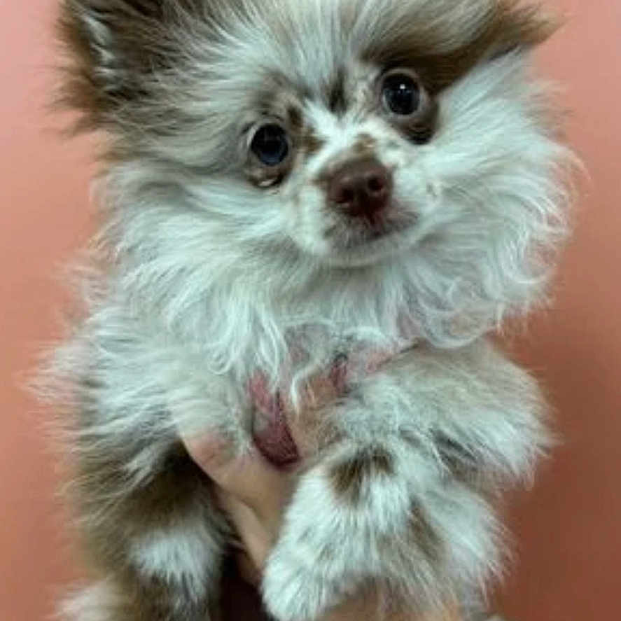 Armoni a rejoint le concours — aidez-le/la à gagner de superbes lots ! animal, background, brown, cute, dog, ears, eyes, fluffy, fur, hand, holding, indoor, nose, pet, pomeraian, portrait, puppy, small, speckled, white