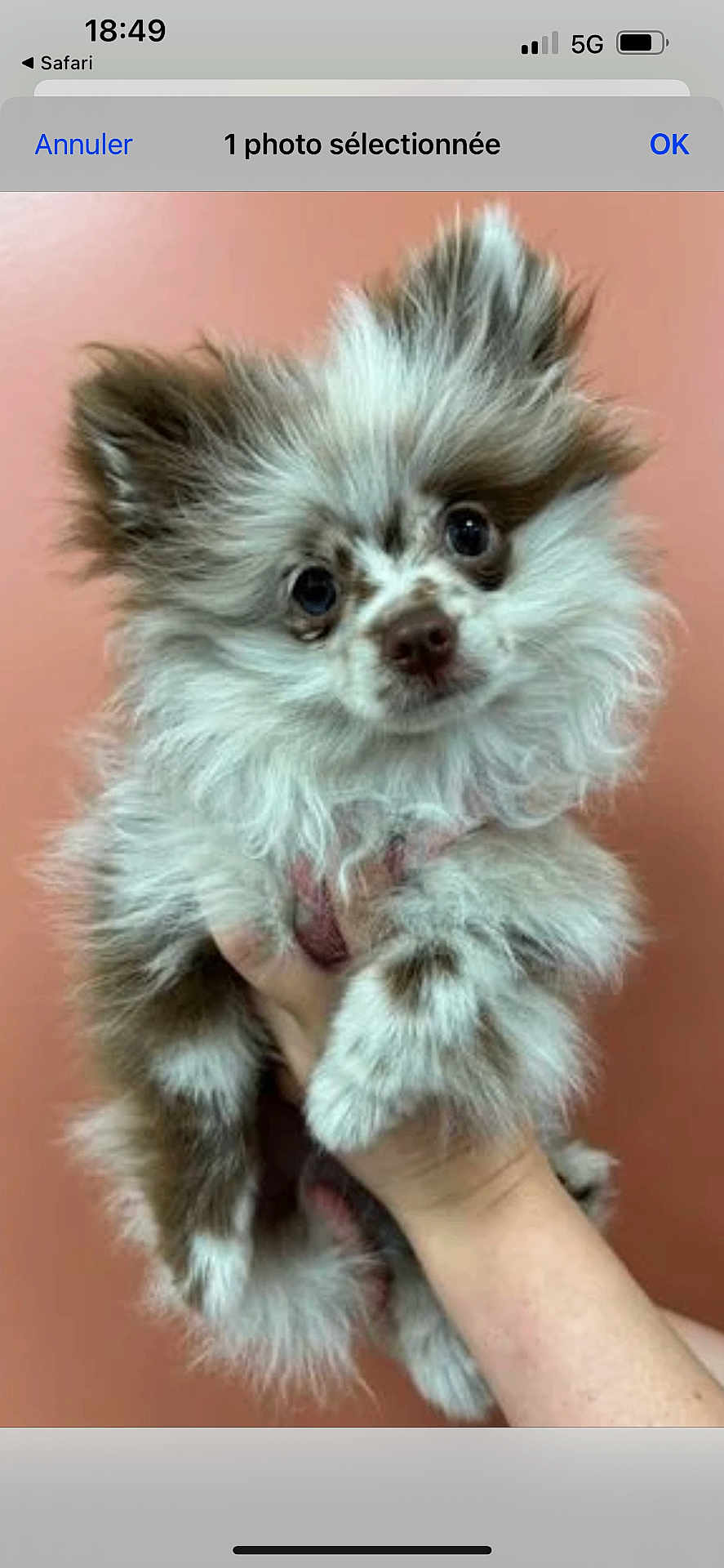 Armoni a rejoint le concours — aidez-le/la à gagner de superbes lots ! dog, puppy, pomeraian, fluffy, speckled, fur, pet, hand, cute, animal, portrait, indoor, brown, white, eyes, ears, nose, small, background, holding
