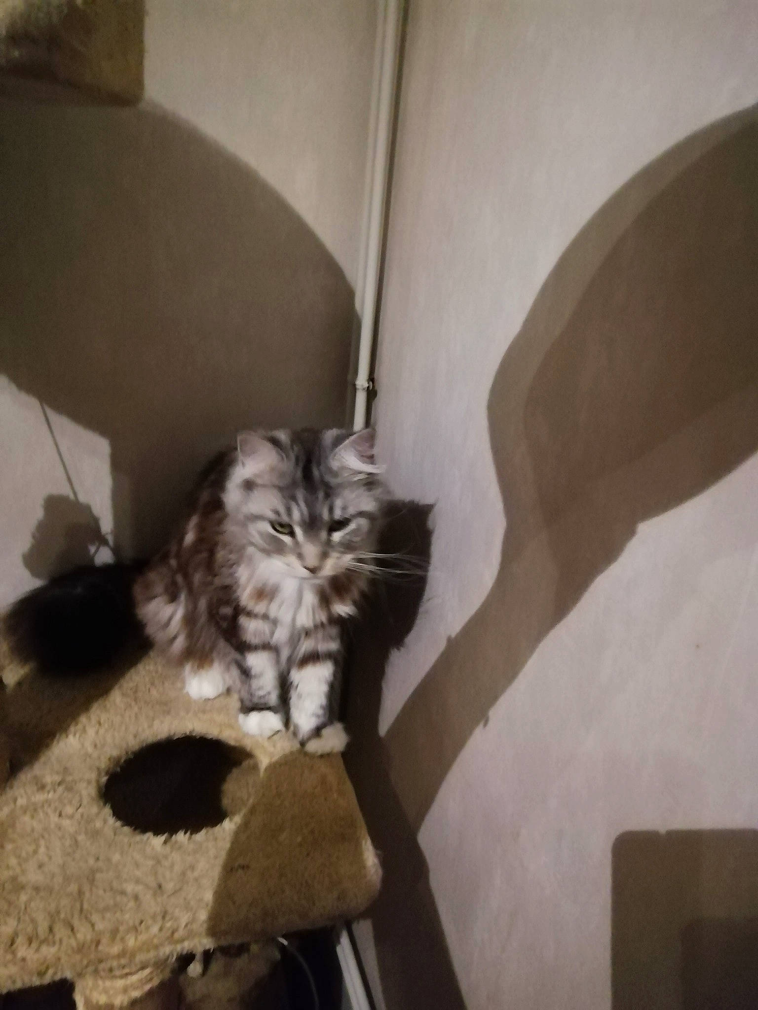 Laya participe au concours pour gagner de l'argent avec cette photo : american_shorthair, asian, carnivore, cat, domestic_short_haired_cat, european_shorthair, felidae, fur, kitten, maine_coon, norwegian_forest_cat, small_to_medium_sized_cats, tabby_cat, tail, whiskers