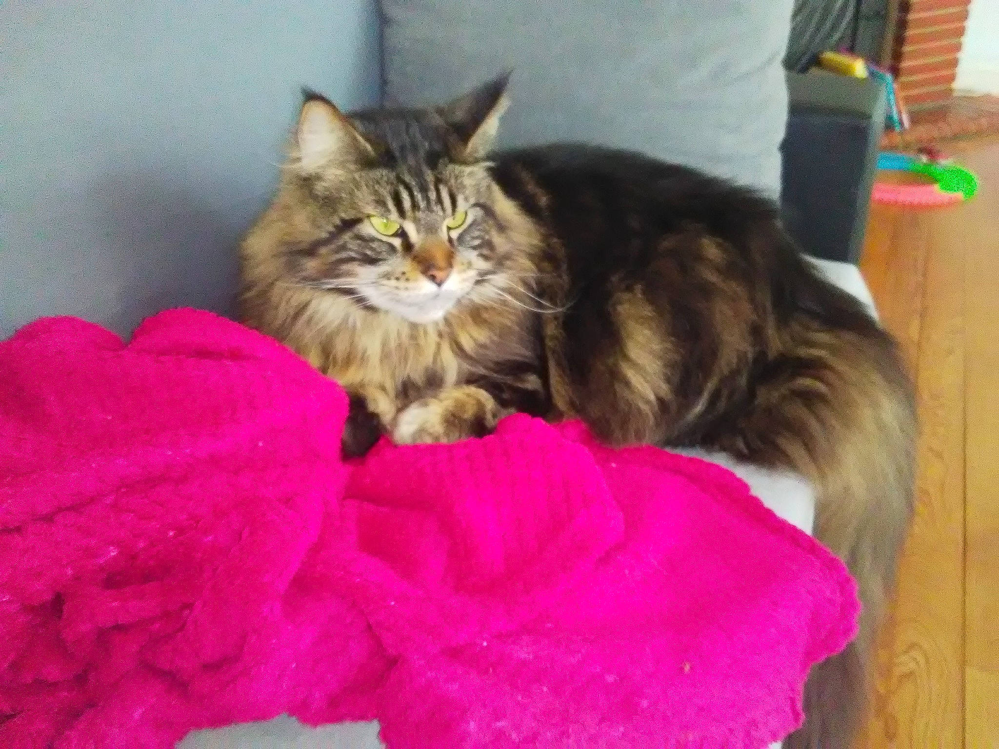 Ike participe au concours pour gagner de l'argent avec cette photo : carnivore, cat, cymric, domestic_long_haired_cat, domestic_short_haired_cat, european_shorthair, felidae, fur, kitten, kurilian_bobtail, maine_coon, mammal, norwegian_forest_cat, pink, pixie_bob, ragamuffin, siberian, small_to_medium_sized_cats, vertebrate, whiskers