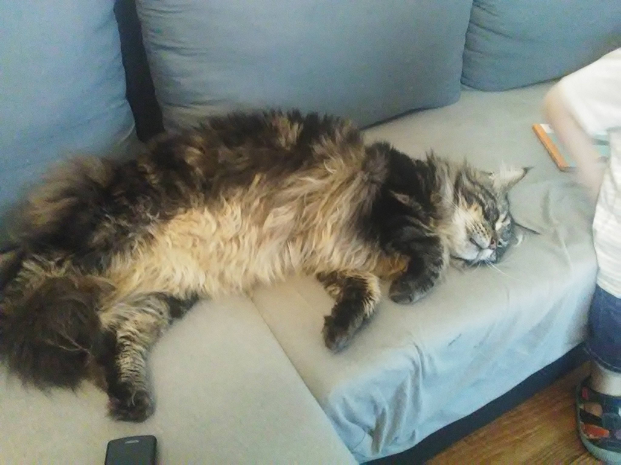 Ike a rejoint le concours — aidez-le/la à gagner de superbes lots ! carnivore, cat, domestic_long_haired_cat, felidae, fur, kitten, kurilian_bobtail, maine_coon, mammal, norwegian_forest_cat, persian, siberian, small_to_medium_sized_cats, tail, whiskers