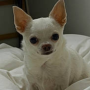 Kimcy a rejoint le concours — aidez-le/la à gagner de superbes lots ! dog, chihuahua, white, pet, small_dog, indoor, blanket, bed, cute, ears, fur, animal, face, portrait, sitting, looking_at_camera, cozy, domestic, companion, cute_pet