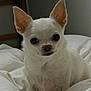 dog, chihuahua, white, pet, small_dog, indoor, blanket, bed, cute, ears, fur, animal, face, portrait, sitting, looking_at_camera, cozy, domestic, companion, cute_pet