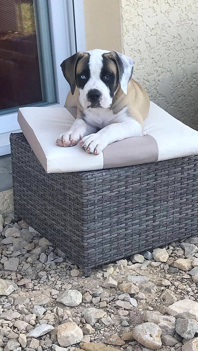Oslo participe au concours pour gagner de l'argent avec cette photo : american_bulldog, bulldog, canidae, carnivore, comfort, companion_dog, dog, dog_bed, dog_breed, fawn, furniture, non_sporting_group, studio_couch